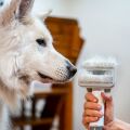 TESLA PetCare Station TQ500 Pro - sada pro péči o srst domácích mazlíčků