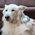 TESLA PetCare Station TQ500 Pro - sada pro péči o srst domácích mazlíčků
